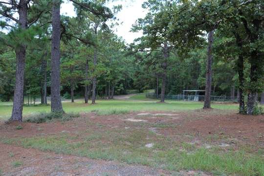 Park drive through East Texas pines