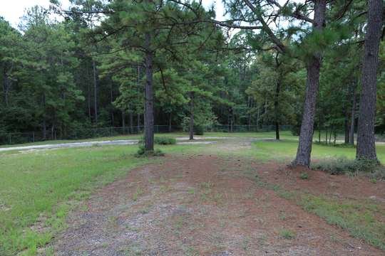Park drive through East Texas pines