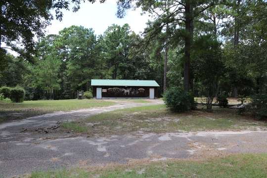 Pine canopy on the park grounds