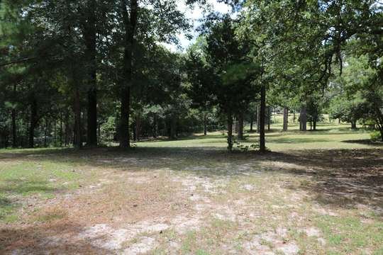 Pine canopy on the park grounds