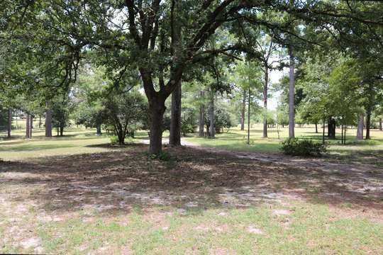 Picnic tables in a pine grove