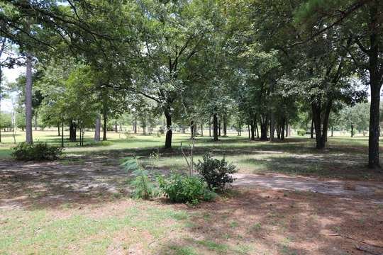 Picnic tables in a pine grove