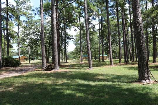 Mowed concert lawn and pine groves