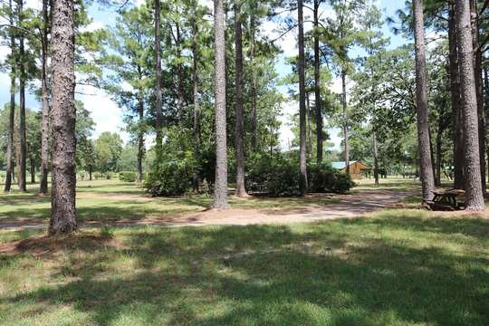 Mowed concert lawn and pine groves