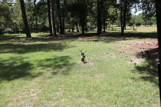 Mowed concert lawn and pine groves